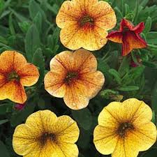 Image result for calibrachoa million bells
