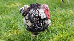 Turkey is a modern country with a captivating blend of antiquity and contemporary and get interesting information about turkey and read up on our history, culture and art, nature. Wild Turkey