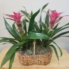 Express homes focus on value and quality, while offering homes at an affordable price. Send Flowers Port Saint Lucie Fl Flower Delivery Bloomnation