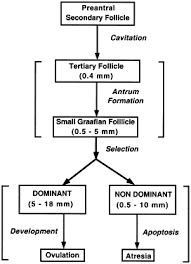 Follicle Growth And Development Glowm