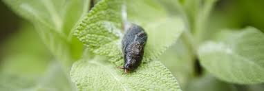 Schnecken Den Appetit Verderben Garten News Fur Heimwerker