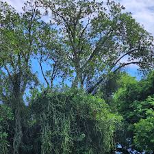 Image result for Ficus sansibarica