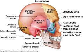 Human Anatomy And Physiology Human Skeleton Anatomy Anatomy