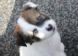 Bilder finden, die zum begriff hund süß passen. Hund Hundchen Haustier Tier Suss Weiss Bezaubernd Braun Klein Spass Inlandisch Pikist