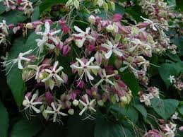 Image result for Clerodendrum melanocrater