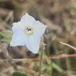 Image result for Convolvulus sagittatus