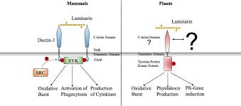 Register free for online tutoring only plants contain cell walls. B Glucan Crucial Component Of The Fungal Cell Wall And Elusive Mamp In Plants Sciencedirect