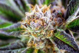 Image result for Bergia capensis