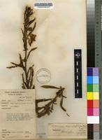 Image result for Sesamum calycinum