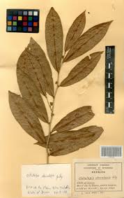 Image result for Octolepis decalepis