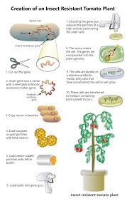 Josie Scarborough This Is An Article That Breaks Down The Process Of How Scientists Are Genetically Genetically Modified Food Genetics Biotechnology Lessons