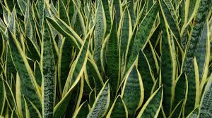 Image result for Sansevieria hallii