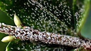 Maybe you would like to learn more about one of these? Les Cochenilles