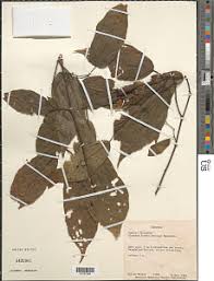 Image result for Glyphaea