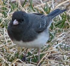 Small black bird with white belly. Northern Junco