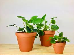 Image result for z p%u0159ednice jedovat 