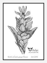 Posts About Red Ginger On The Crazy Bag Lady Bulanlifestyle Com Ginger Flower Pink Ginger Torch Ginger Flower