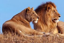 Image result for Vahlia digyna