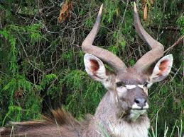 Endemic animals are only found in galapagos: Why R Our Endemic Wild Animals Of Ethiopia Tours The Best