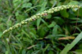 Image result for Anthephora pubescens