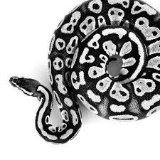 Python regius we have thousands of exotic ball pythons for sale from top breeders from around the world. Snakes Photo Snake Snake Photos Snake Cute Snake
