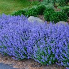 We did not find results for: Ekena Millwork Medium Marrakesh Fretwork 15 3 8 In X 15 3 8 In Smooth White Wall Panel Lowes Com In 2021 Deer Resistant Perennials Deer Resistant Plants Purple Perennials