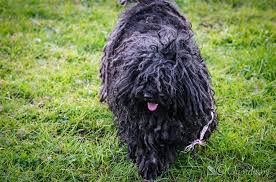 Pin By Ambar On Puli In 2020 Hungarian Puli Mop Dog Pulik