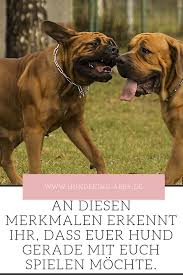 So Spielen Hunde Hunde Hundeerziehung Hundetraining