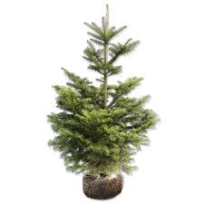 トウヒ の 苗木