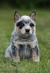 Australian Cattle Dog Red Heeler
