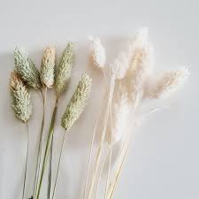 Image result for Phalaris