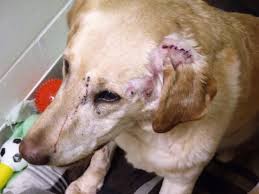 Maybe you would like to learn more about one of these? Humans Line Up To Adopt Mn Dog Shot By Pellet Gun