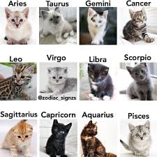 Jaehwan Is Gemini Sign His Cat Was So Cute As Him Cat Cute Gemini Jaehwan Sign Horo Zodiac Signs Animals Zodiac Signs Sagittarius Zodiac Signs Gemini