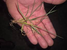 Image result for Lotononis bainesii