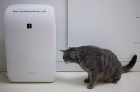 Candles for pet odor and pet odor neutralizer. Best Air Purifier For Pet Urine And Odor In 2021 Reviews Cleancrispair