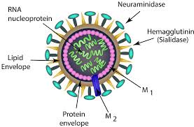 why did the flu kill 80 000 americans last year