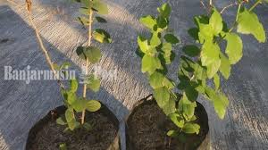 Khasiat daun bidara yang pertama yaitu sebagai daun herbal untuk menyembuhkan luka dengan cepat. Ternyata Ampuh Usir Penyakit Sihir Gangguan Jin Ini Manfaat Daun Bidara Sesuai Anjuran Rasululloh Halaman All Tribun Kaltim