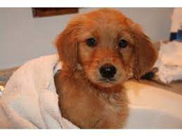 The pupies are eight weeks old with championship bloodlines. Golden Retriever Puppies Nc Akc Petfinder