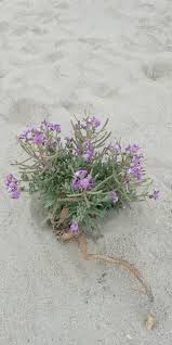 Image result for Blotiella sinuata