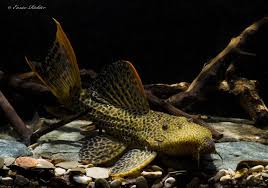 Some of these special instructions might be, creating a personalized tropical fruits basket for wedding/birthday parties, butchering your whole lamb into preferred cuts or descaling and cleaning your fish and seafood orders. Pseudacanthicus Cf Leopardus L114 Lda007 Demini Leopard Cactus Pleco L114 Lda007 Seriously Fish