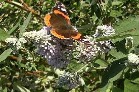 Image result for Buddleja pulchella