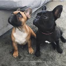 Bulldogs Bulldog Puppies French Bulldog Puppies Frenchie Puppy