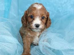 The cavalier is known for its loveable and friendly nature, and makes a great lap dog. Cavapoo Puppies Pets And Animals For Sale North Carolina