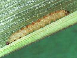 Image result for Photedes minima