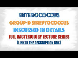 Image result for Group D Streptococcus