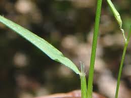 Image result for Anthoxanthum