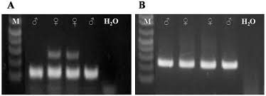 Miles de juegos para descargar gratuitamente. Pcr Based Method For Sex Identification Of Eastern Sarus Crane Grus Antigone Sharpii Implications For Reintroduction Programs In Thailand