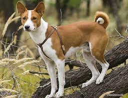 Where can i buy a basenji puppy for sale? The Basenji