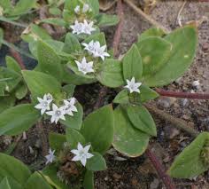 Image result for Richardia brasiliensis