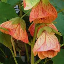 Image result for Abutilon rehmannii